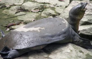 Ma ponad 100 lat i jest ostatnią samicą gatunku. Chińska żółwica ma złożyć jaja