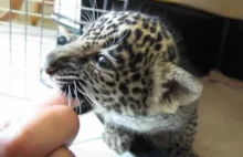 Jak ryczy młody jaguar
