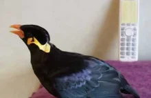Czy słyszałeś kiedyś, że ptak mówi po japońsku?