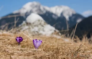 Pojawiły się pierwsze krokusy na Polanie Chochołowskiej!