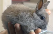 Najmniejszy na świecie królik karzeł żyje w Czelabińsku