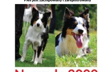 Zaginął border collie Alibi!