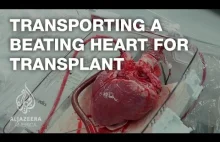 Jak wygląda transport bijącego serca.
