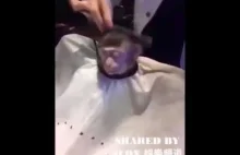 Małpka u fryzjera