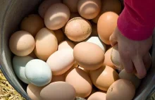 Na Święta - naukowo o jajach, które pomagają w prewencji i terapii chorób...