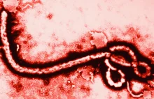 Ebola. Śmiertelny Wirus