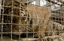 Trwa akcja ratunkowa tygrysów
