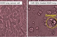 Kropki kwantowe z ekstraktu z liści herbaty niszczą komórki raka płuc