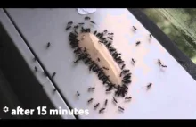 Sposób na pozbycie się mrówek za pomocą żelu. TIMELAPSE.