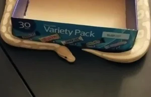 Wąż porusza tekturowe pudełko na stole