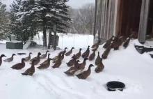 Kaczki odkrywają śnieg