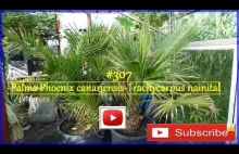 #307-Palma Trachycarpus nainital-Phoenix canariensis-Jak uprawiać palmy ...