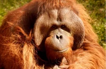 Orangutany planują podróż już dzień wcześniej.