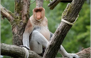 Nosacze w zoo w Zamościu? Internauci chcą oglądać małpy z memów w ogrodzie...