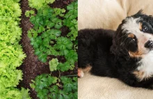 Design Your Dream Garden And We'll Tell You What Pet You Should Get