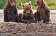 Niedźwiedzie na Kamczatce przygotowują się na zimę...