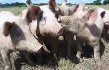 Afrykański pomór świń – kampania informacyjna