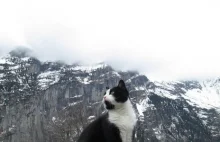 Turysta zgubił się w Alpach. Został sprowadzony do doliny przez… kota