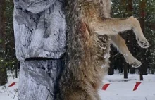 400 wilków terroryzowało odległe rosyjskie miasteczko