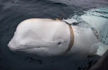 Rosyjski wieloryb wojskowy przyłapany przez norweskich rybaków.