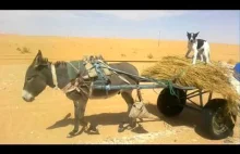 Pies steruje osiołkiem na pustyni