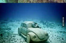 Jak podwodna flora przejmuje podwodne prace artysty Jasona deCaires Taylor