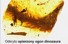 Po raz pierwszy znaleziono opierzoną kość ogonową dinozaura!