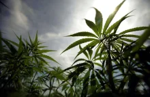 "New York Times" apeluje: skończmy z prohibicją marihuany. "To substancja...