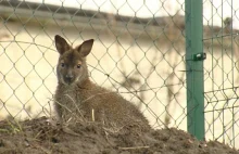 W nowosolskim Parku Krasnala zamieszkały...kangury