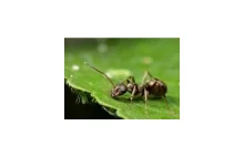 Mrówka: inżynier środowiska