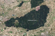 Puszcza Niepołomicka okiem NASA Earth Observatory