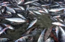Przerażający widok. Tysiące ryb ginie przez remont zapory we Włocławku. [WIDEO]