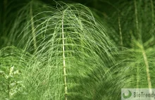 Skrzyp polny (łac. Equisetum arvense) - najważniejsze właściwości i zastosowanie