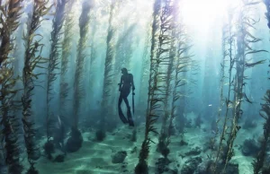 Podwodny las