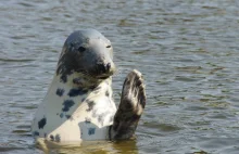 Ministerstwo Gospodarki Morskiej chce zabijania fok.