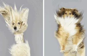 Fun Portraits for Flying Dogs
