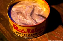 Surströmming, czyli jak smakuje szwedzki kiszony przysmak?