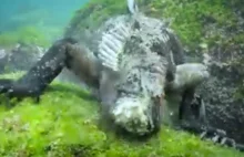 „Godzilla” z głębin. Niesamowite wideo