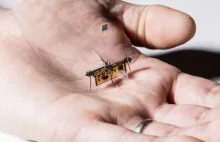 Nowa generacja dronów o rozmiarach owadów