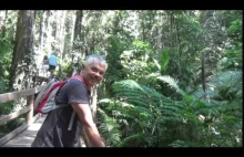 Australia: las deszczowy Cape Tribulation
