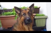 German Shepherd Slow Motion attack on sausage :