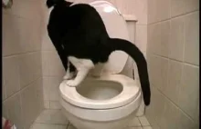 Toaleta kota - zaskakująca końcówka.
