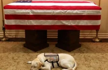 Wzruszające zdjęcie. Pies George'a Busha czuwa przy jego trumnie