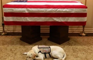 Wzruszające zdjęcie. Pies George'a Busha czuwa przy jego trumnie