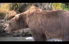 Niedźwiedź dostaje zawału serca.