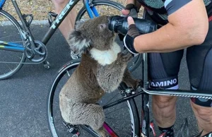 Koala zatrzymał rowerzystkę i wypił wodę z bidonów. Żar lał się z nieba