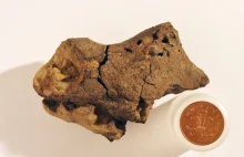 Odnaleziono pierwszą skamieniałą tkankę mózgową dinozaura