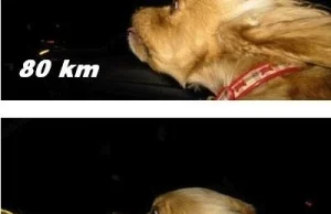 Pies wystawia głowę w czasie jazdy samochodem :) od 10 km/h do 120 km/h