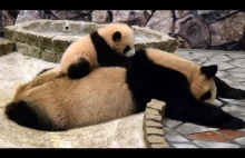 Mała panda stara się wybudzić mamę