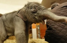 Kupa słoni uratuje Ziemię? :)))